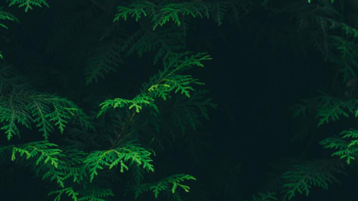wallpaper for desktop, laptop | vs88-tree-leaf-green-pattern-nature