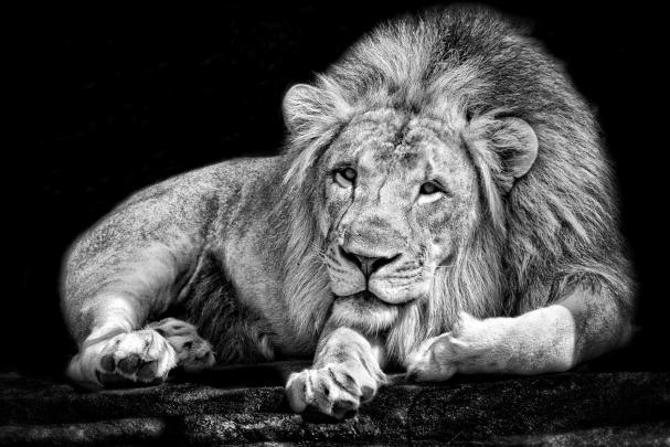 monochrome, Animals, Lion, Black, White Wallpapers HD \/ Desktop and 