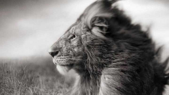Portrait Of A Lion In Black And White Wallpaper - Animals HD Wallpapers 