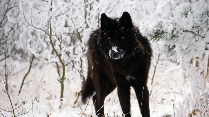 Wolf HD Desktop Wallpapers