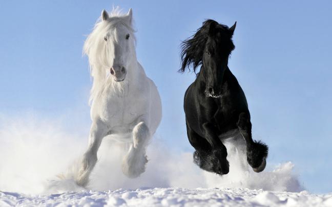 Black And White Horse 3840x2400 Hd Wallpaper