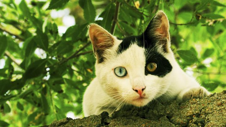 Animal Hd Wallpaper Black And White Cat