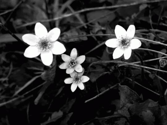 Black and white flowers wallpapers HD