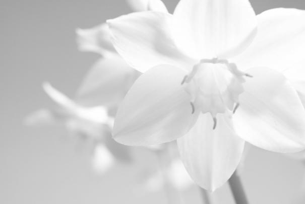 White Flower HD Wallpapers