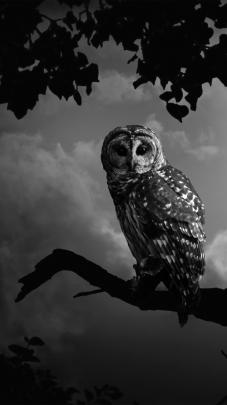 Owl Wallpaper Pictures (72+ images)