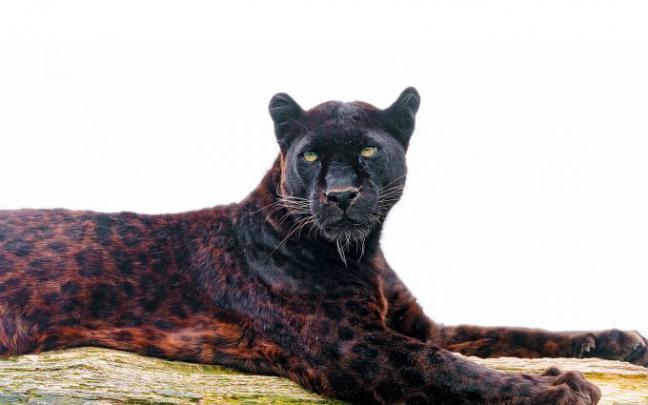 black jaguar - HD Desktop Wallpapers