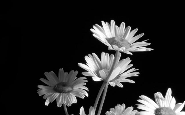 Black And White Flower Wallpapers \u00bb WallDevil Best Free HD  Desktop 