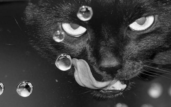 Best Wallpaper Collection: Best black and white wallpapers