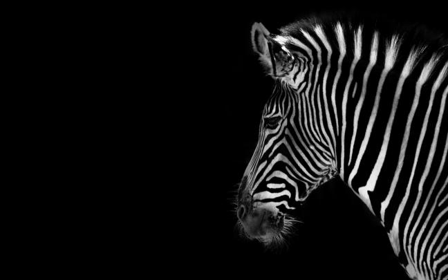 Zebra Wallpapers Images Photos Pictures Backgrounds