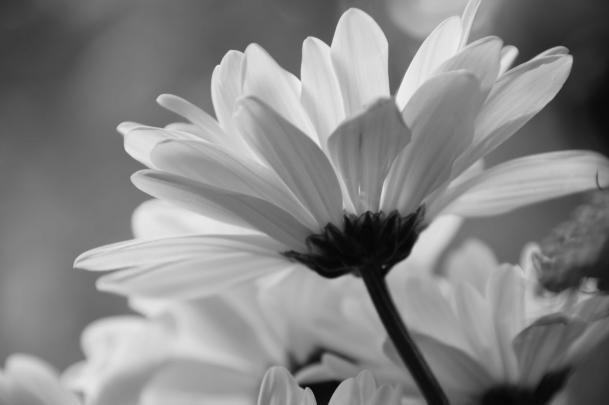 black white daisy - HD Desktop Wallpapers