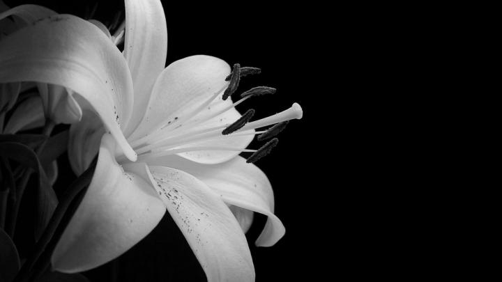 black flowers photos - HD Desktop Wallpapers