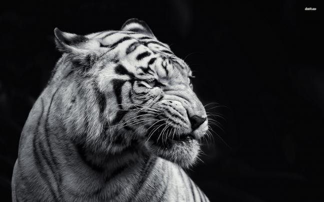 50 HD and QHD beautiful black and white wallpapers - TechGreatest