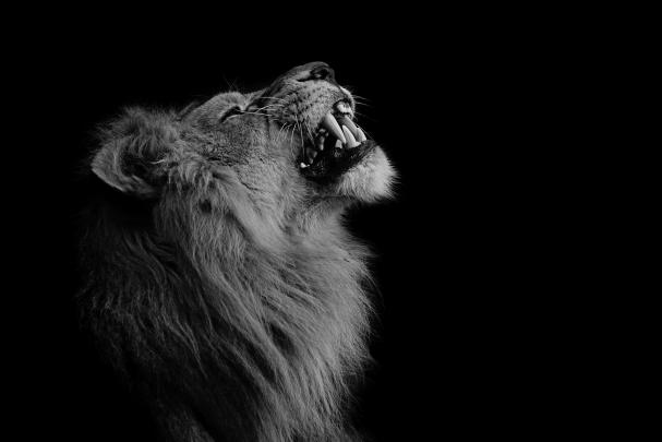 photography, Lion, Animals Wallpapers HD \/ Desktop and Mobile Backgrounds