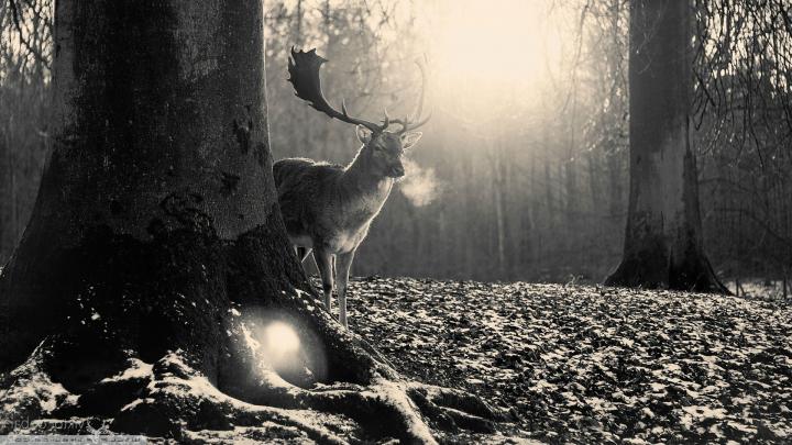 deer, Trees, Nature, Black, Gray Wallpapers HD \/ Desktop and Mobile 