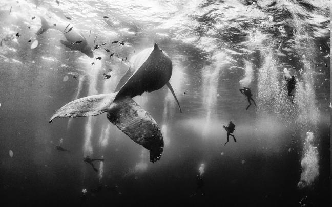 nature, Landscape, Whale, Scuba Diving, Sea, Monochrome, Underwater 