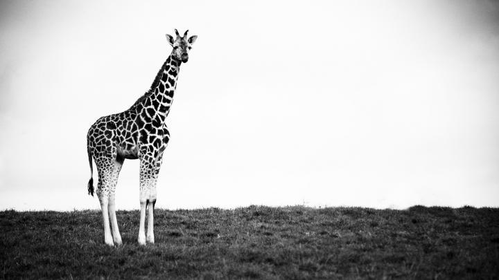 Giraffe HD Wallpapers