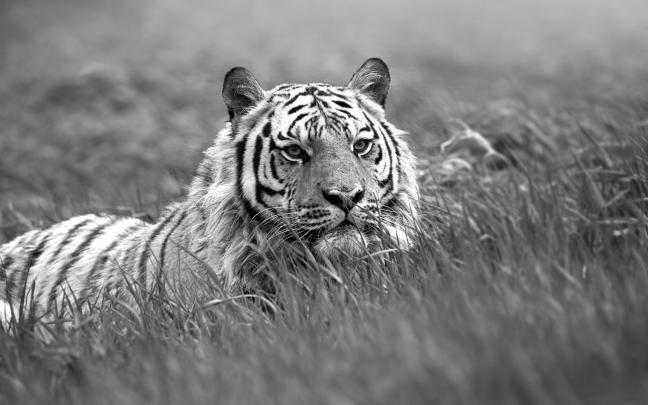 White Tiger Wallpaper HD (66+ images)