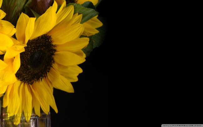 Sunflower Desktop Wallpapers (72+ background pictures)