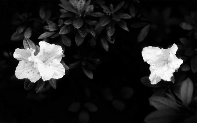 black and white flowers A2 - HD Desktop Wallpapers