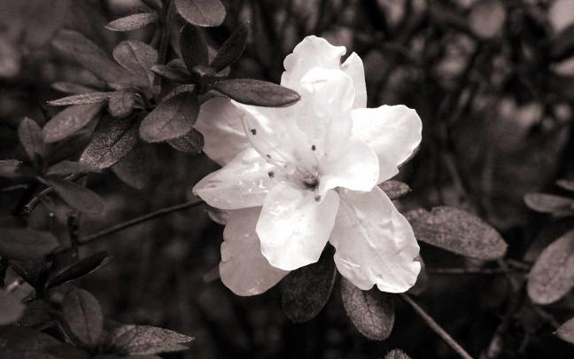 FREE 12+ Black \u0026 White Floral Wallpapers in PSD