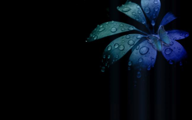 Wallpapers - HD Desktop Wallpapers Free Online: Flower Wallpapers