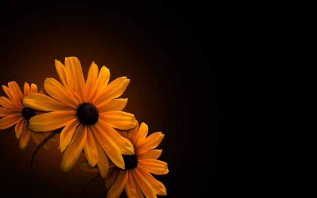 Free download Orange Flower on Black Background Wallpaper HD [1600x1000 