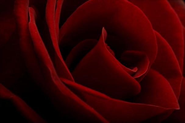 red and black floral wallpaper - HD Desktop Wallpapers