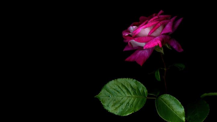 Black and Pink Desktop Wallpaper (79+ images)