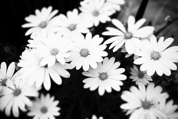FREE 12+ Black \u0026 White Floral Wallpapers in PSD