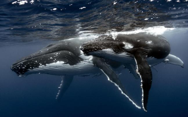 Blue Whale Wallpapers