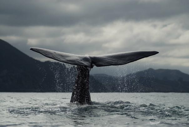 Whale Wallpapers for Desktop (57+ images)