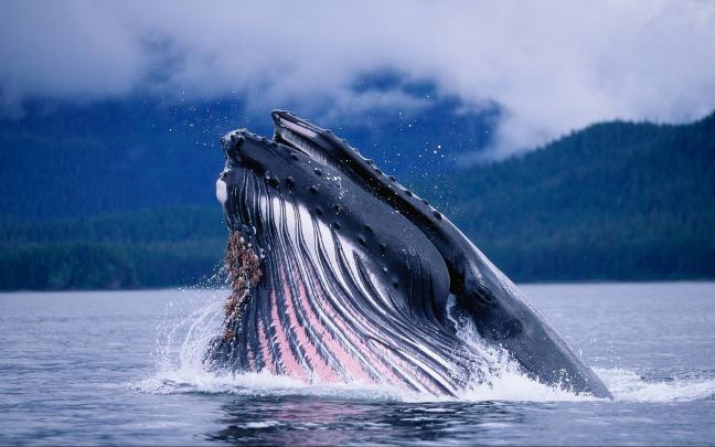 Blue Whale Wallpapers