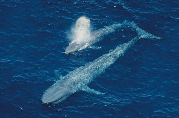 Blue Whale Wallpapers
