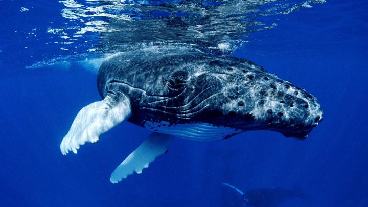 Whale Wallpapers for Desktop (57+ images)