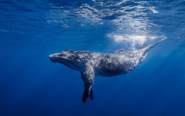 Blue Whale Wallpapers Images Photos Pictures Backgrounds