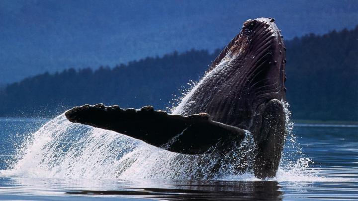 Whale Wallpapers for Desktop (57+ images)