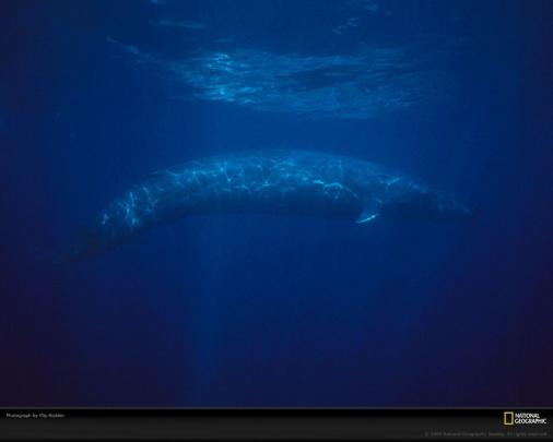 Blue Whale Wallpapers