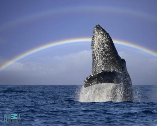 \u221a Blue Whale HD Wallpapers - wallpaper202