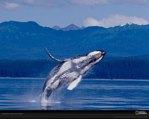Whale Desktop Wallpapers (50 Wallpapers) \u2013 Adorable Wallpapers