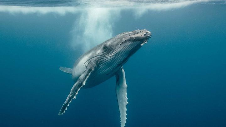Whale Wallpaper (69+ images)