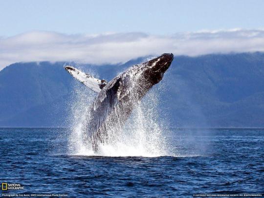 Blue Whale Wallpapers