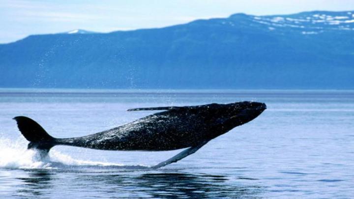 Blue Whale Wallpaper (60+ images)