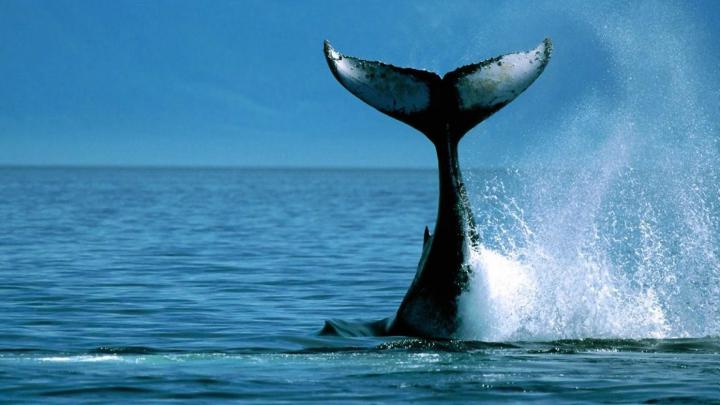 Whale Wallpapers for Desktop (57+ images)
