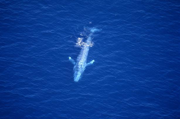 Blue Whale Wallpapers Backgrounds