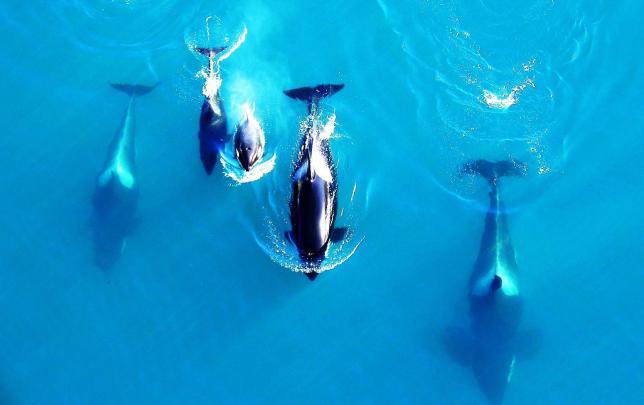 Whale Desktop Wallpapers (50 Wallpapers) \u2013 Adorable Wallpapers