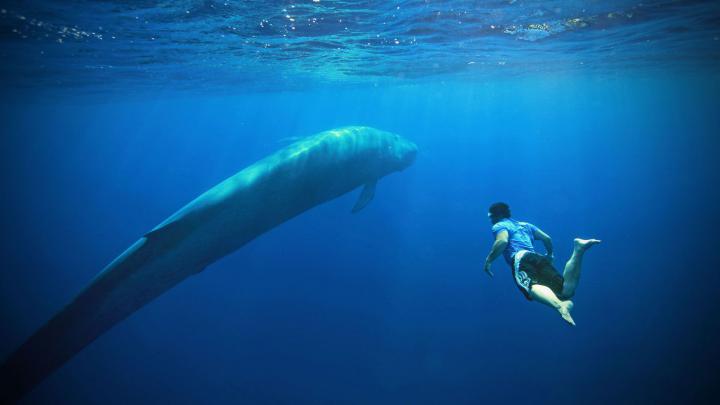 Blue Whale Wallpapers Backgrounds