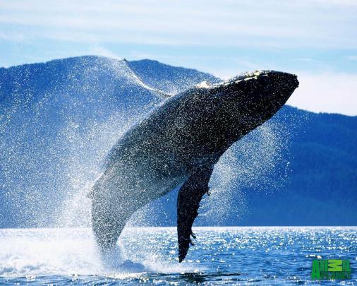 Blue Whale Wallpapers