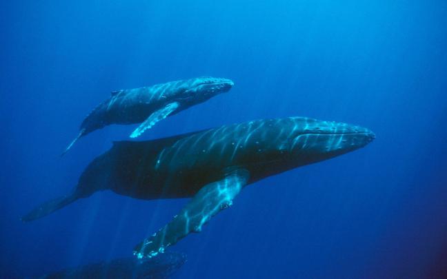 Blue Whale Wallpapers