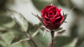 Beautiful Red Roses Wallpapers Desktop