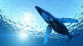 Blue Whale Desktop Wallpaper